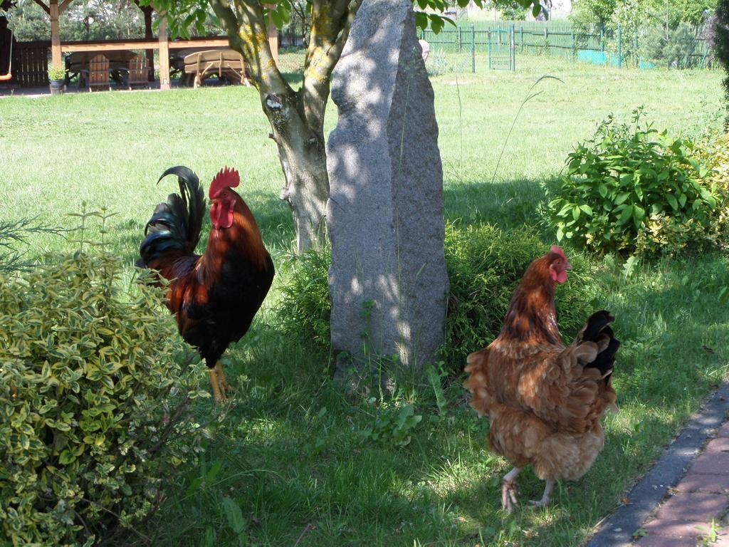 Villa Agroturystyka Pod Podkowa à Mrągowo Extérieur photo